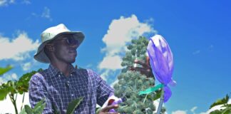 Biocarburanti, certificazione ISCC per un progetto di Eni in Kenya