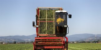 Nasce il programma di formazione Barilla “L’accademia del Basilico”