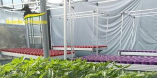 Savona, smantellata rete dedita al traffico internazionale di droga