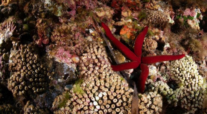 Marevivo lancia “MedCoral Guardians” per la tutela dei coralli