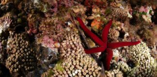 Marevivo lancia “MedCoral Guardians” per la tutela dei coralli