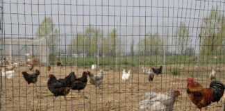 Carenza di uova per l’aviaria, gli Stati Uniti si rivolgono al Veneto