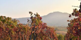 Un bando da 1,5 milioni per il settore vitivinicolo del Lazio