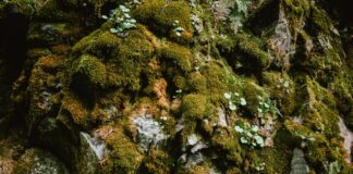 Un nuovo studio con i muschi, “Terra dei Fuochi è anche nelle piante”