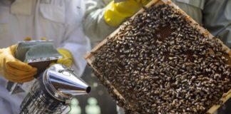 Siccità in Sardegna, un milione e mezzo di aiuti alle imprese della filiera del miele