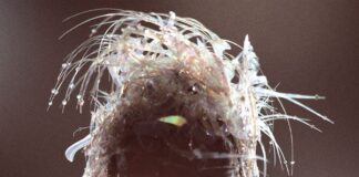 “End of the World”, esce il 4 aprile il nuovo singolo di Miley Cyrus