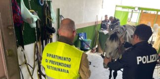 Scoperte 11 stalle abusive a Catania, 3 denunce e multe per 35.000 euro