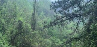 Maltempo in Toscana, a Lucca oltre 1500 persone isolate. Giani “Stato di emergenza per l’Alta Versilia”