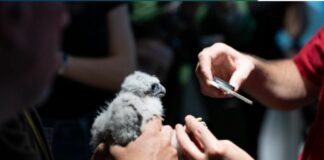 Tre falchi pellegrini nati in cima al grattacielo Pirelli