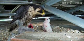 Nasce un falco pellegrino sul tetto della Regione, contest per la scelta del nome