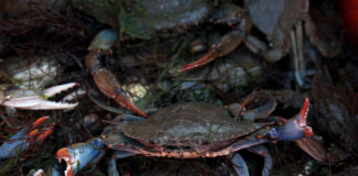 Nuovo progetto pilota per il granchio blu, risorse per 1,5 milioni