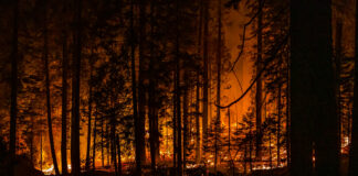 La Giunta della Calabria dà l’ok al piano contro gli incendi boschivi