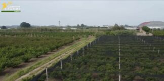 Caserta, frodi in finanziamenti Ue. 12 arresti e sequestri per 9,5 mln