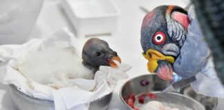 Al Bioparco di Roma è nato un raro avvoltoio Papa