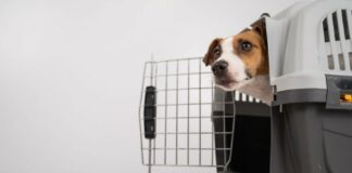 Via libera di Enac agli animali domestici in cabina, diventa più semplice farli viaggiare negli aerei