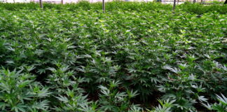 Malta, l’uso di Cannabis tra i quindicenni rimane stabile dopo la legalizzazione