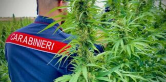 Smantellato a Cagliari un grosso traffico di marijuana tra la Sardegna e il Nord Italia