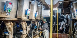 Giornata Mondiale del Latte, Confagricoltura “Pilastro dell’agroalimentare italiano”