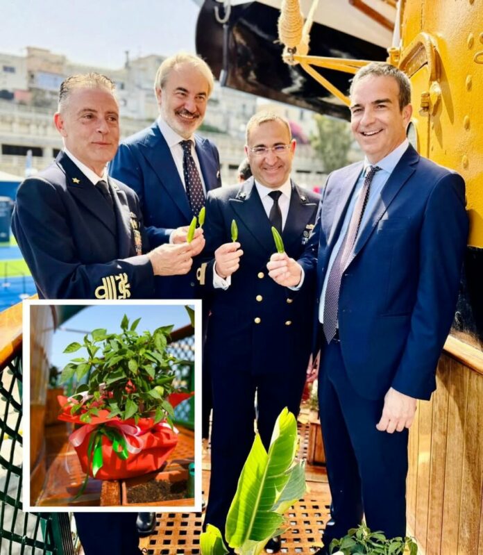 Occhiuto pianta di peperoncino