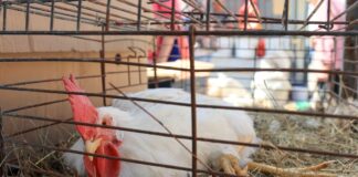 Malta, rilevato un focolaio di Malattia di Newcastle Virulenta nel pollame