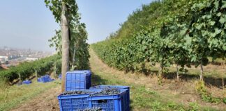 Nel 2024 nuovo record export dei distretti agroalimentari italiani a 28 miliardi