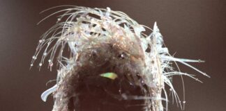 Fuori ‘Something Beautiful’, il nuovo album di Miley Cyrus