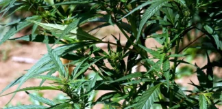 مالطا تحظر مادة الكانابينويد