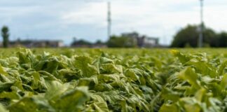 Sigarette illecite in aumento in Ue, Italia modello nel contrasto