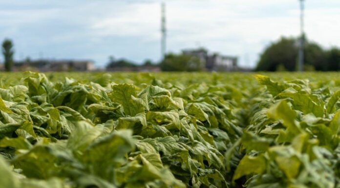 Sigarette illecite in aumento in Ue, Italia modello nel contrasto