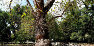 95 nuovi Alberi Monumentali in Italia nell’elenco del Masaf, in totale 4.749