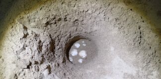 La spiaggia del Circeo culla delle tartarughe Caretta Caretta