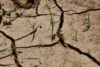 La siccità minaccia la produzione agricola globale