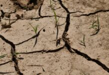 La siccità minaccia la produzione agricola globale