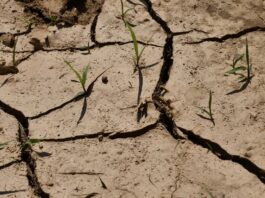 La siccità minaccia la produzione agricola globale