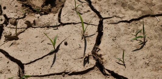 La siccità minaccia la produzione agricola globale