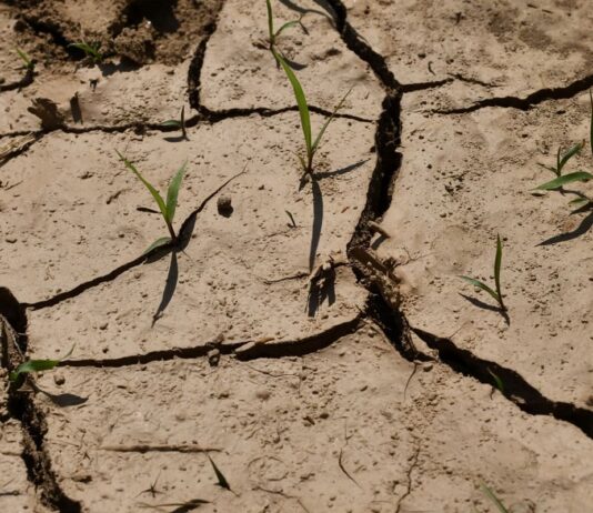 La siccità minaccia la produzione agricola globale