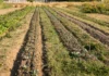 Innovazione in agricoltura, la Regione Liguria aumenta di un milione le risorse del bando SRG01
