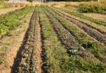 Innovazione in agricoltura, la Regione Liguria aumenta di un milione le risorse del bando SRG01
