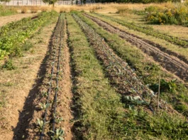 Innovazione in agricoltura, la Regione Liguria aumenta di un milione le risorse del bando SRG01