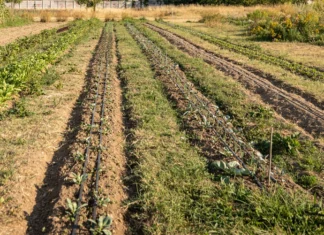 Innovazione in agricoltura, la Regione Liguria aumenta di un milione le risorse del bando SRG01