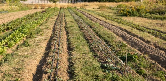 Innovazione in agricoltura, la Regione Liguria aumenta di un milione le risorse del bando SRG01