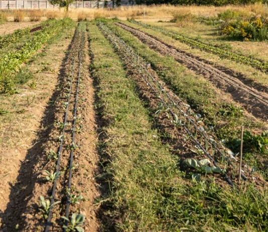 Innovazione in agricoltura, la Regione Liguria aumenta di un milione le risorse del bando SRG01