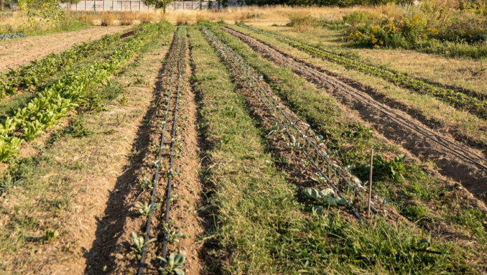 Terreno-agricolo (1)