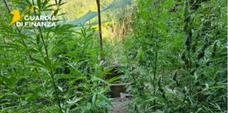 Sequestrate a Vibo Valentia 5,5 tonnellate di marijuana, un arresto