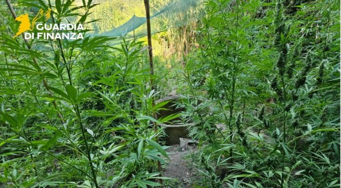 Sequestrate a Vibo Valentia 5,5 tonnellate di marijuana, un arresto