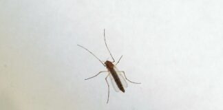 West Nile, Ministero “Monitoraggio e informazioni con il numero 1500”