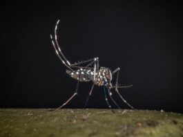 Segnalati altri due casi di West Nile in provincia di Oristano, i contagi salgono a sei