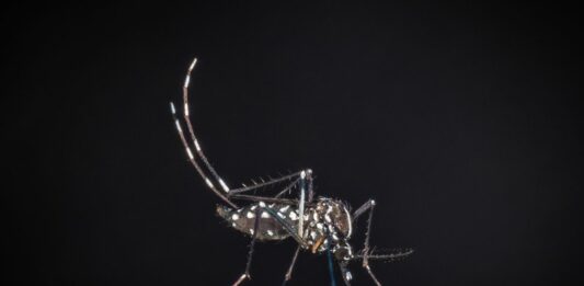 Segnalati altri due casi di West Nile in provincia di Oristano, i contagi salgono a sei