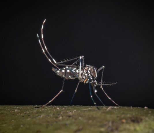 Segnalati altri due casi di West Nile in provincia di Oristano, i contagi salgono a sei