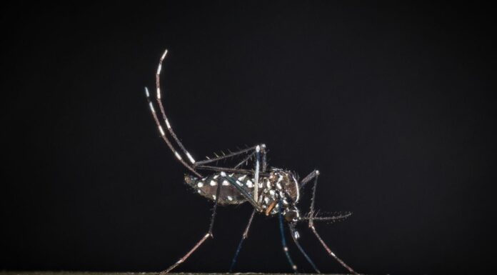 West Nile, al 23 luglio 32 casi di cui 21 in provincia di Latina